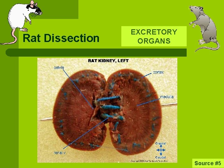 Rat Dissection EXCRETORY ORGANS Source #5 