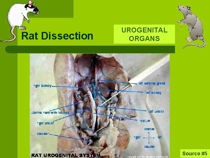 Rat Dissection UROGENITAL ORGANS Source #5 