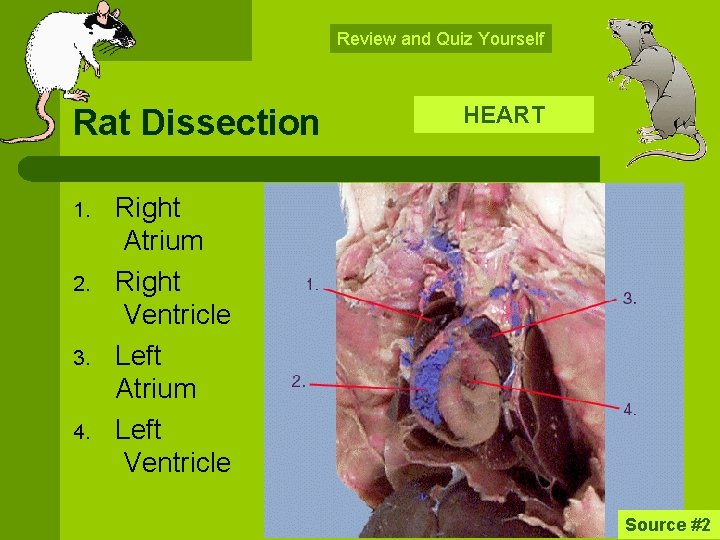 Review and Quiz Yourself Rat Dissection 1. 2. 3. 4. HEART Right Atrium Right
