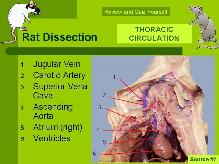 Review and Quiz Yourself Rat Dissection 1. 2. 3. 4. 5. 6. THORACIC CIRCULATION