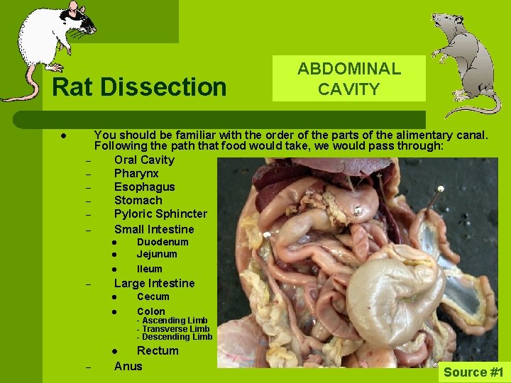 Rat Dissection l – – – You should be familiar with the order of