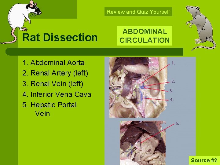 Review and Quiz Yourself Rat Dissection ABDOMINAL CIRCULATION 1. Abdominal Aorta 2. Renal Artery