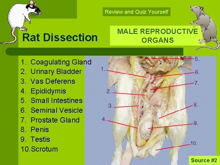 Review and Quiz Yourself Rat Dissection MALE REPRODUCTIVE ORGANS 1. Coagulating Gland 2. Urinary