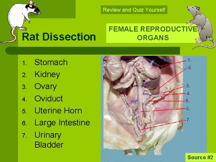 Review and Quiz Yourself Rat Dissection 1. 2. 3. 4. 5. 6. 7. FEMALE