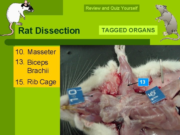 Review and Quiz Yourself Rat Dissection TAGGED ORGANS 10. Masseter 13. Biceps Brachii 15.