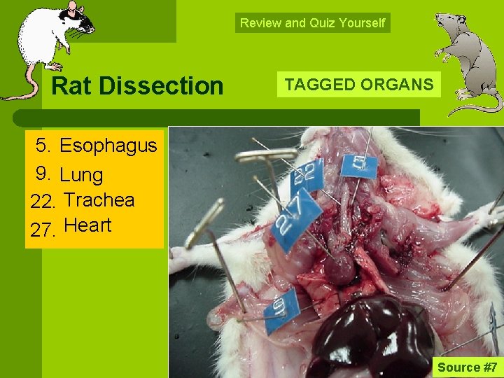 Review and Quiz Yourself Rat Dissection TAGGED ORGANS 5. Esophagus 9. Lung 22. Trachea