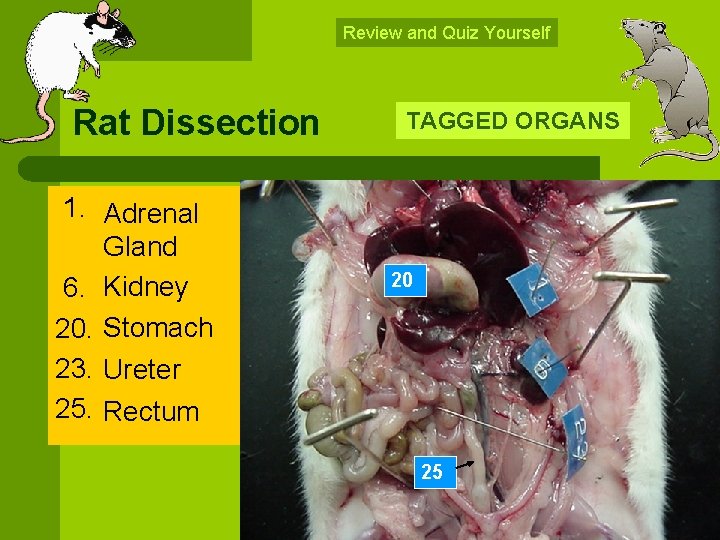 Review and Quiz Yourself Rat Dissection 1. Adrenal Gland 6. Kidney 20. Stomach 23.