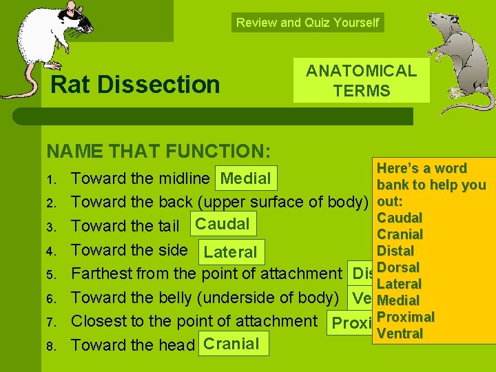 Review and Quiz Yourself Rat Dissection NAME THAT FUNCTION: 1. 2. 3. 4. 5.