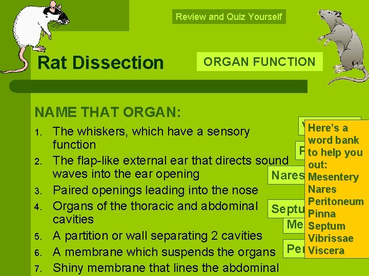 Review and Quiz Yourself Rat Dissection NAME THAT ORGAN: 1. 2. 3. 4. 5.