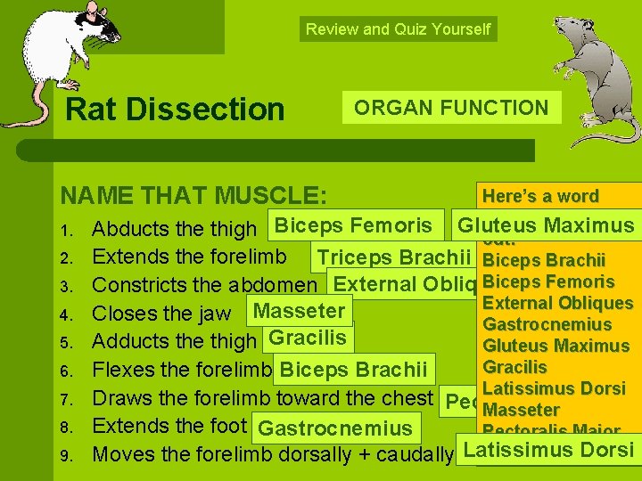 Review and Quiz Yourself Rat Dissection NAME THAT MUSCLE: 1. 2. 3. 4. 5.