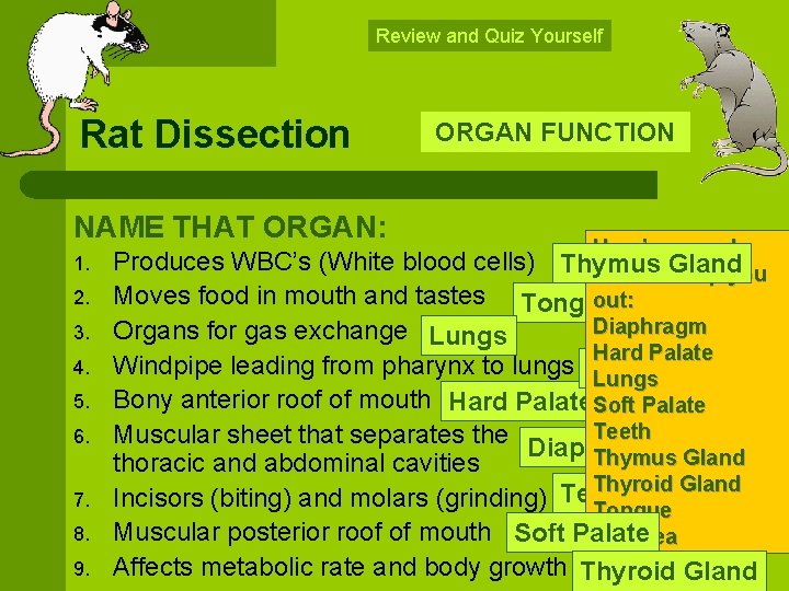 Review and Quiz Yourself Rat Dissection NAME THAT ORGAN: 1. 2. 3. 4. 5.