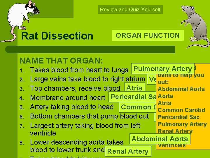 Review and Quiz Yourself Rat Dissection NAME THAT ORGAN: 1. 2. 3. 4. 5.