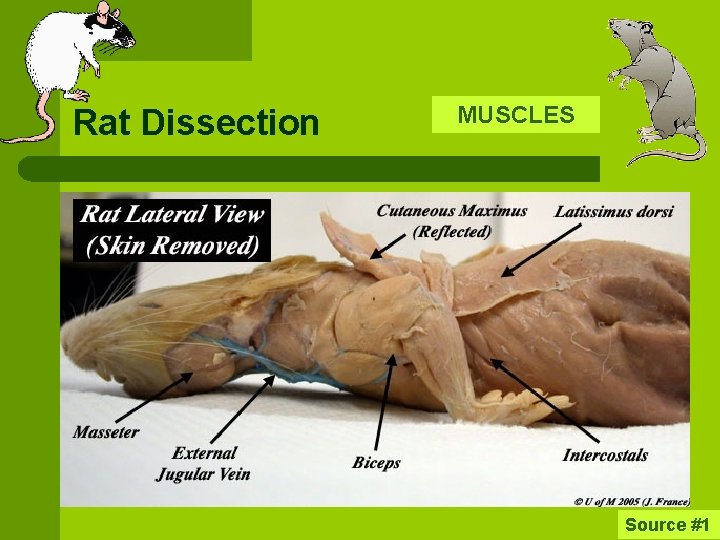 Rat Dissection MUSCLES Source #1 