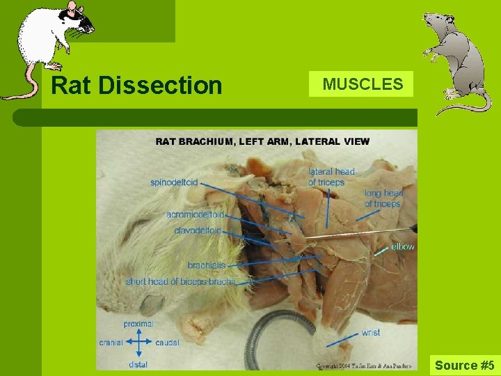 Rat Dissection MUSCLES Source #5 