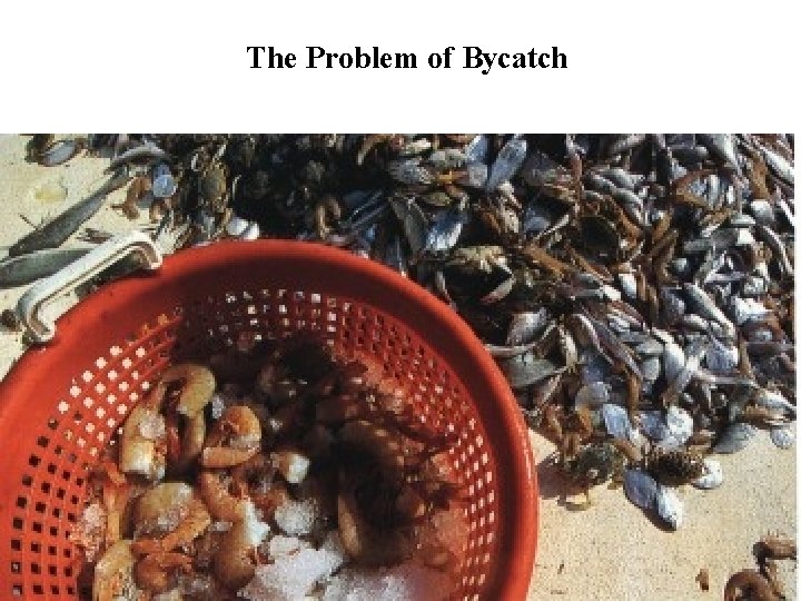 The Problem of Bycatch 