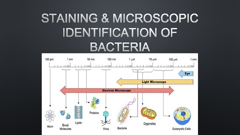 STAINING & MICROSCOPIC IDENTIFICATION OF BACTERIA 