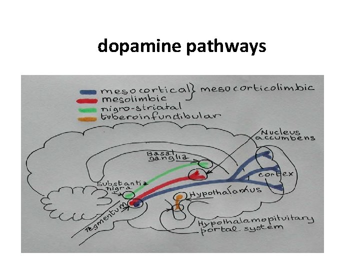 dopamine pathways 