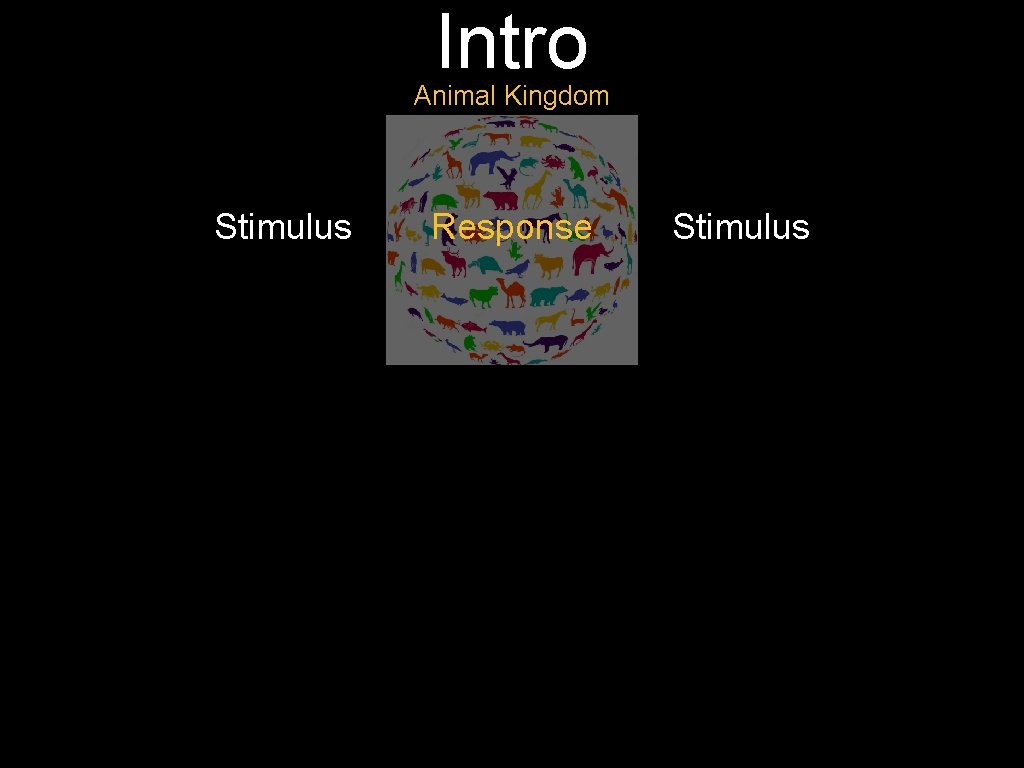 Intro Animal Kingdom Stimulus Response Stimulus 