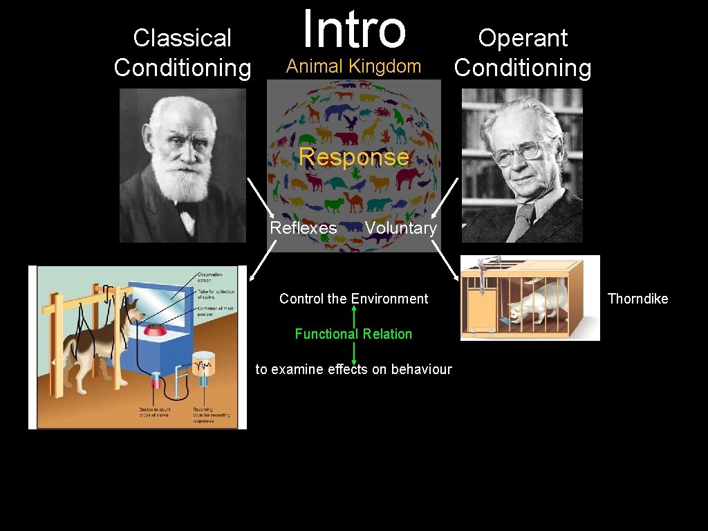 Classical Conditioning Stimulus Intro Animal Kingdom Response Reflexes Operant Conditioning Stimulus Voluntary Control the