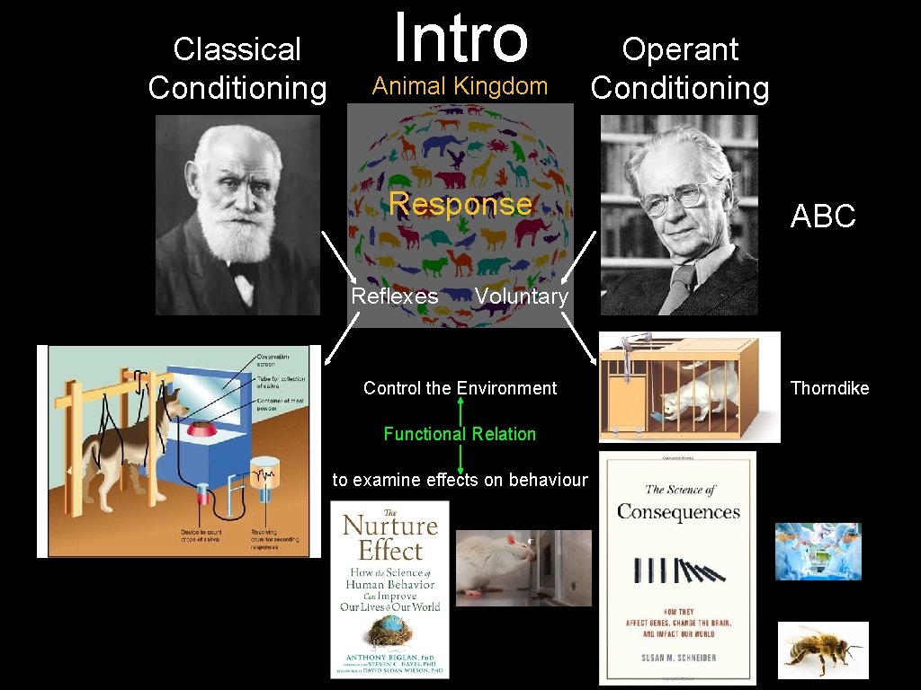 Classical Conditioning Stimulus Intro Animal Kingdom Response Reflexes Operant Conditioning Stimulus ABC Voluntary Control