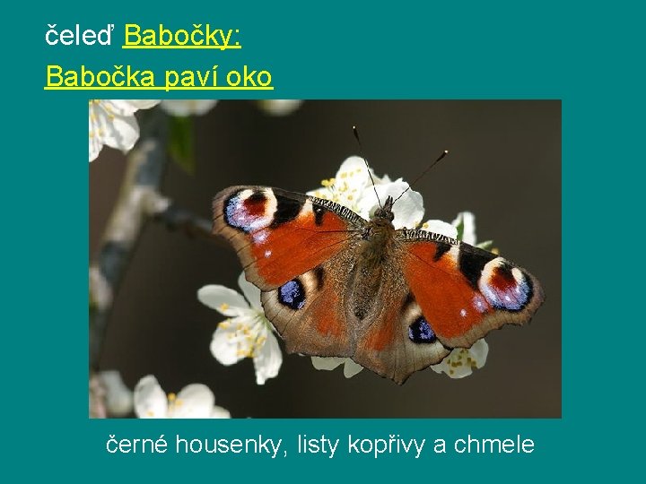 čeleď Babočky: Babočka paví oko černé housenky, listy kopřivy a chmele 