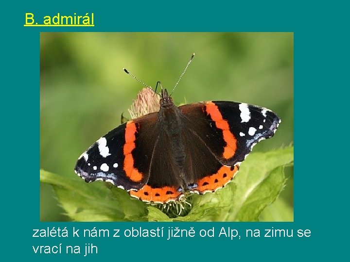 B. admirál zalétá k nám z oblastí jižně od Alp, na zimu se vrací B. admirál zalétá k nám z oblastí jižně od Alp, na zimu se vrací