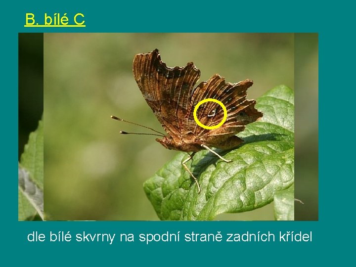 B. bílé C dle bílé skvrny na spodní straně zadních křídel 