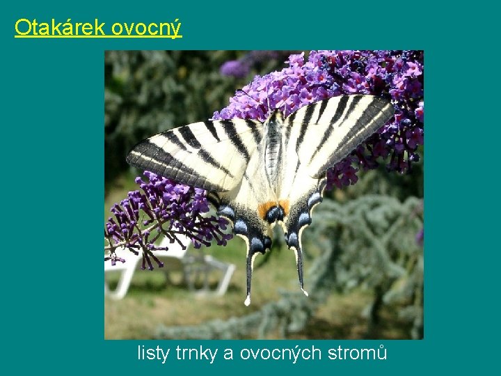 Otakárek ovocný listy trnky a ovocných stromů 