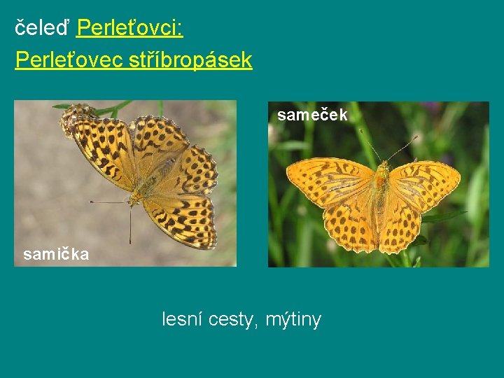čeleď Perleťovci: Perleťovec stříbropásek sameček samička lesní cesty, mýtiny čeleď Perleťovci: Perleťovec stříbropásek sameček samička lesní cesty, mýtiny