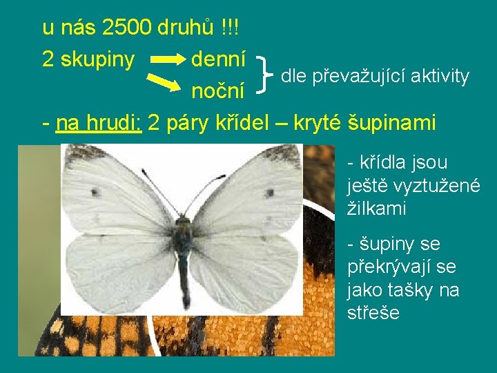 u nás 2500 druhů !!! 2 skupiny denní dle převažující aktivity noční - na