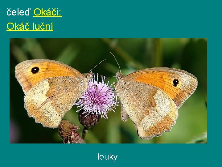 čeleď Okáči: Okáč luční louky 