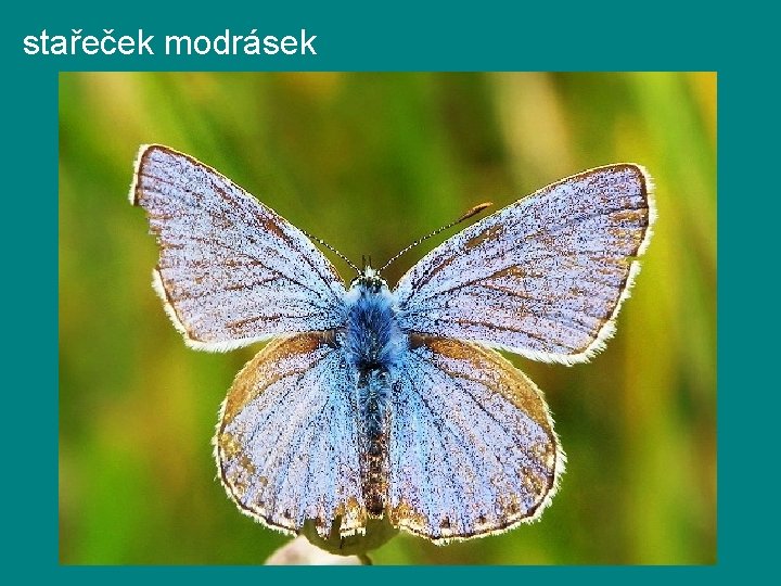 stařeček modrásek 