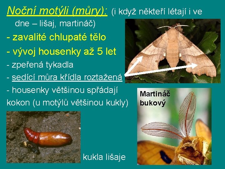 Noční motýli (můry): (i když někteří létají i ve dne – lišaj, martináč) -