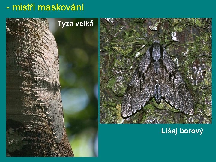 - mistři maskování Tyza velká Lišaj borový - mistři maskování Tyza velká Lišaj borový