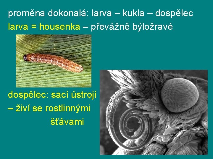 proměna dokonalá: larva – kukla – dospělec larva = housenka – převážně býložravé dospělec: