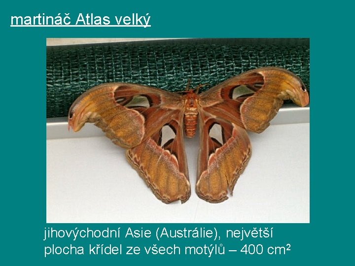 martináč Atlas velký jihovýchodní Asie (Austrálie), největší plocha křídel ze všech motýlů – 400 martináč Atlas velký jihovýchodní Asie (Austrálie), největší plocha křídel ze všech motýlů – 400