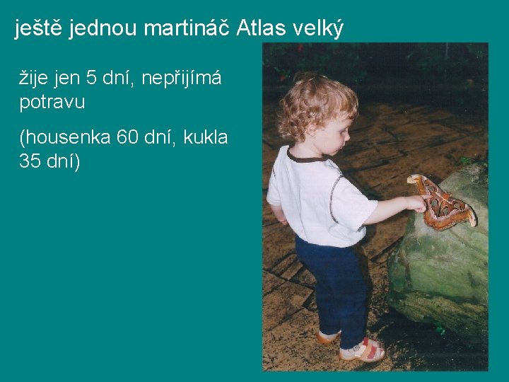ještě jednou martináč Atlas velký žije jen 5 dní, nepřijímá potravu (housenka 60 dní, ještě jednou martináč Atlas velký žije jen 5 dní, nepřijímá potravu (housenka 60 dní,