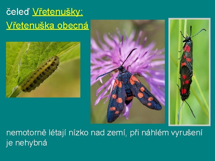 čeleď Vřetenušky: Vřetenuška obecná nemotorně létají nízko nad zemí, při náhlém vyrušení je nehybná