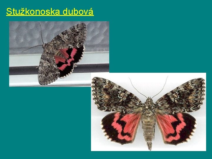 Stužkonoska dubová 