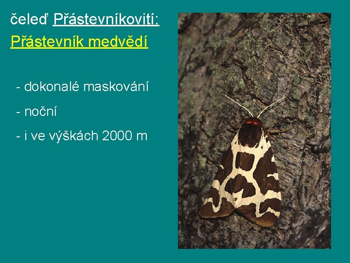 čeleď Přástevníkovití: Přástevník medvědí - dokonalé maskování - noční - i ve výškách 2000 čeleď Přástevníkovití: Přástevník medvědí - dokonalé maskování - noční - i ve výškách 2000