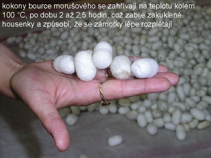 kokony bource morušového se zahřívají na teplotu kolem 100 °C, po dobu 2 až kokony bource morušového se zahřívají na teplotu kolem 100 °C, po dobu 2 až