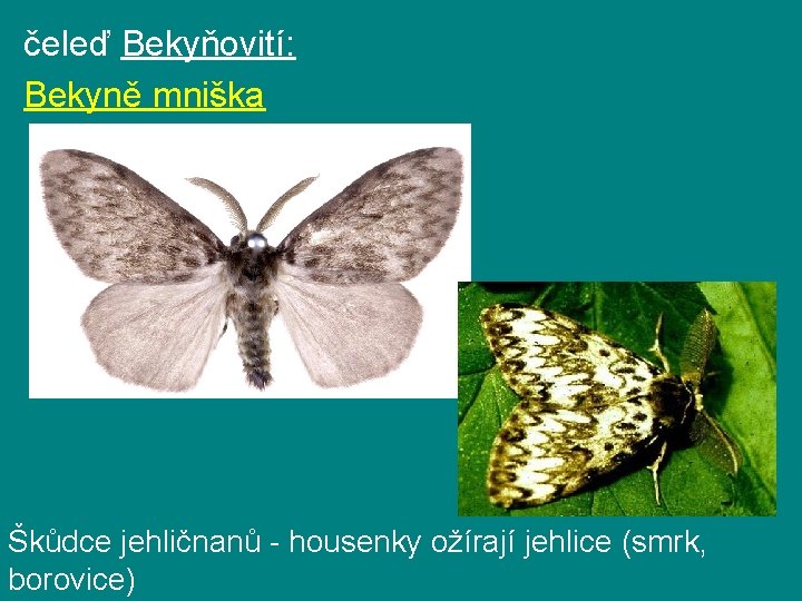 čeleď Bekyňovití: Bekyně mniška Škůdce jehličnanů - housenky ožírají jehlice (smrk, borovice) 