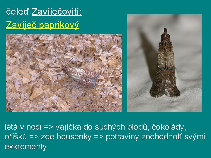 čeleď Zavíječovití: Zavíječ paprikový létá v noci => vajíčka do suchých plodů, čokolády, oříšků