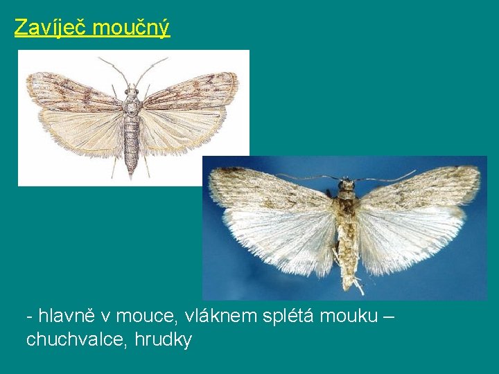 Zavíječ moučný - hlavně v mouce, vláknem splétá mouku – chuchvalce, hrudky 