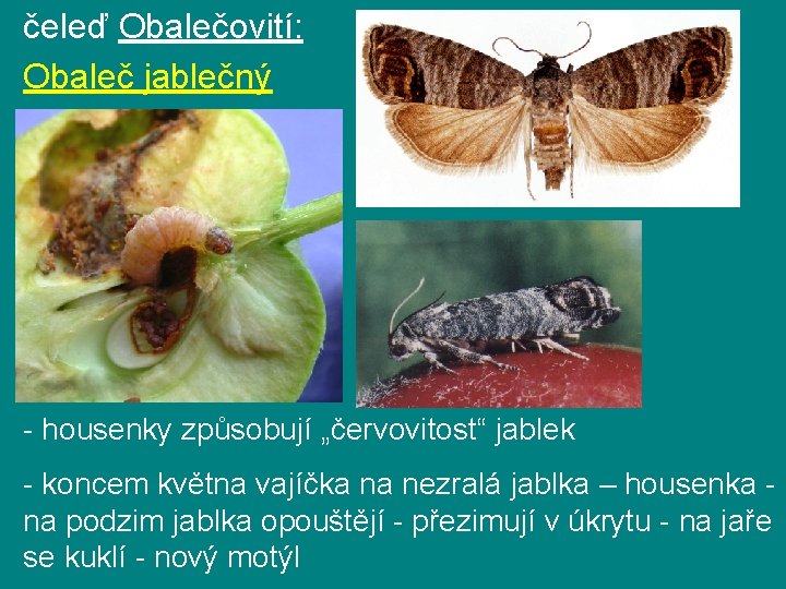 čeleď Obalečovití: Obaleč jablečný - housenky způsobují „červovitost“ jablek - koncem května vajíčka na