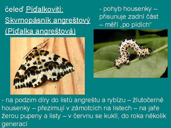 čeleď Píďalkovití: Skvrnopásník angreštový (Píďalka angreštová) - pohyb housenky – přisunuje zadní část –