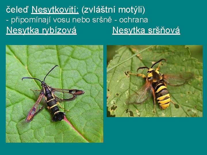 čeleď Nesytkovití: (zvláštní motýli) - připomínají vosu nebo sršně - ochrana Nesytka rybízová Nesytka čeleď Nesytkovití: (zvláštní motýli) - připomínají vosu nebo sršně - ochrana Nesytka rybízová Nesytka