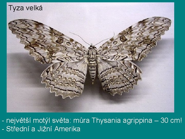 Tyza velká - největší motýl světa: můra Thysania agrippina – 30 cm! - Střední