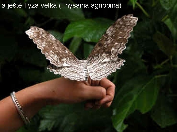 a ještě Tyza velká (Thysania agrippina) 