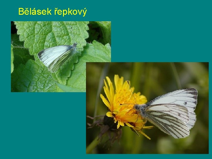 Bělásek řepkový 